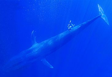 What is the scientific name of the blue whale?