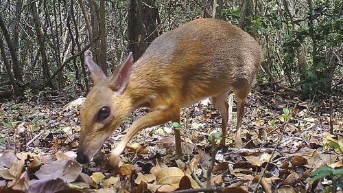The species, commonly known as Vietnamese mouse deer, was rediscovered after 30 years.