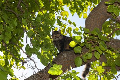 rescue cat in tree