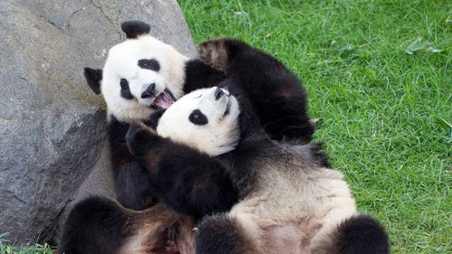 Adelaide pandas got 'so close' to mating