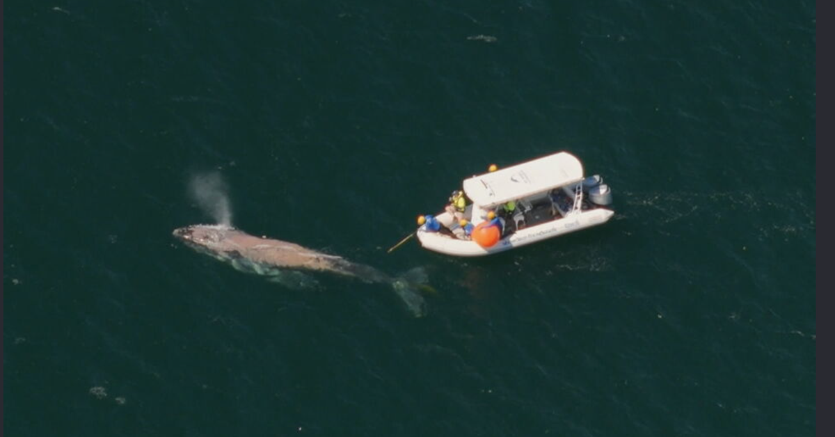 Humpback whale rescued from fishing line off NSW coast