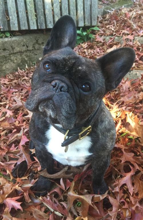 A NSW couple says their beloved dog Bruno died on a Virgin Australia flight.