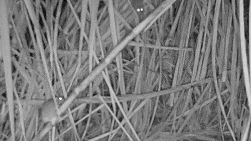 Infrared cameras show rats feasting on sugarcane at night.