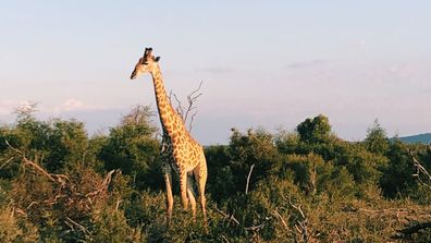 Madikwe Safari Lodge