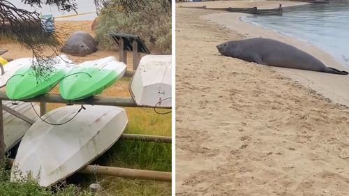 Éléphant de mer sur la péninsule de Mornington à Victoria