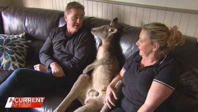 A Current Affair reporter Brady Halls interviewed Rocky the kangaroo.