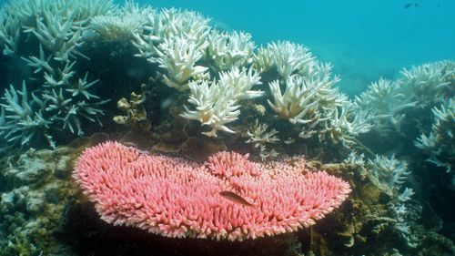 'Many more' corals die in most severe bleaching event in 18 years. (AFP/Ray Berkelmans/Australian Institute of Marine Science)