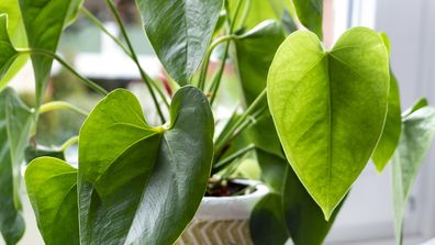 4 ways to revive a nearly dead houseplant