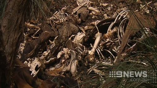 Authorities believe 12 the remains of 12 horses have been found. (9NEWS)