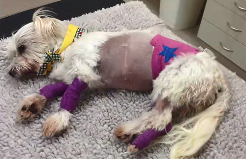Vets bills were in the thousands for the family after their Maltese was bitten by a snake. 