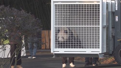 Giant pandas arrive in Adelaide