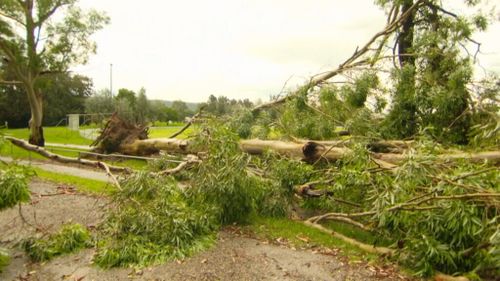 Trees have been downed across Sydney in heavy winds. (9NEWS)