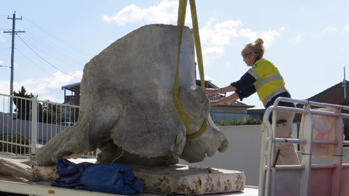  Eden Killer Whale Museum: A﻿ huge sperm whale skull has been returned to a NSW museum after it was taken from in March.