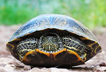 Which term denotes the dorsal shell of the turtle?