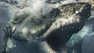 An incredible new photo has been released of the "world's toughest great white shark" — Brutus. Photographer Euan Rannachan snapped this never-before-released photo of the 680 kilogram, scarred "dinosaur" in October 202