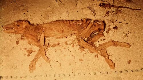 A mummified thylacine (Tasmanian tiger) preserved in Thylacine Hole cave on the Nullarbor Plain, Western Australia.
