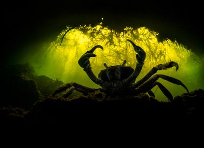 Runner-up in Underwater Category: Martin Broen | Blue Cave Crab