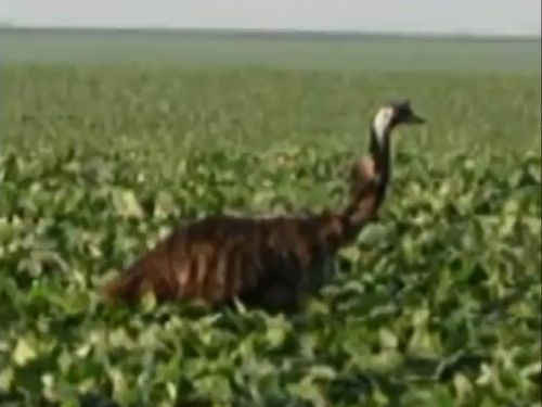 An emu has been snapped running through a cornfield in Illinois. (CNN)