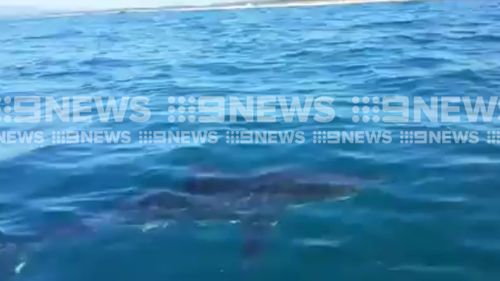 It's believed the predator was a great white shark. (9NEWS)