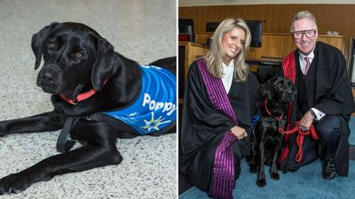 First court therapy dog in Australia
