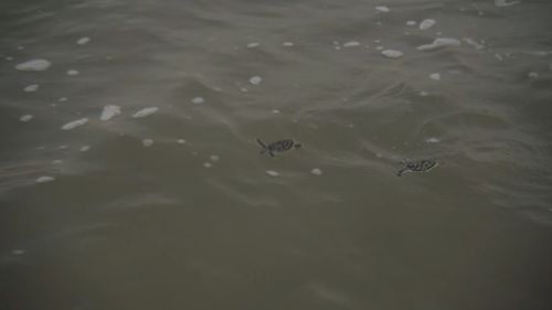 75 flatback turtles were released into the wild. (9NEWS)