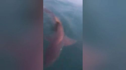 A snagged shark pulled a fisherman into the water. (9NEWS)
