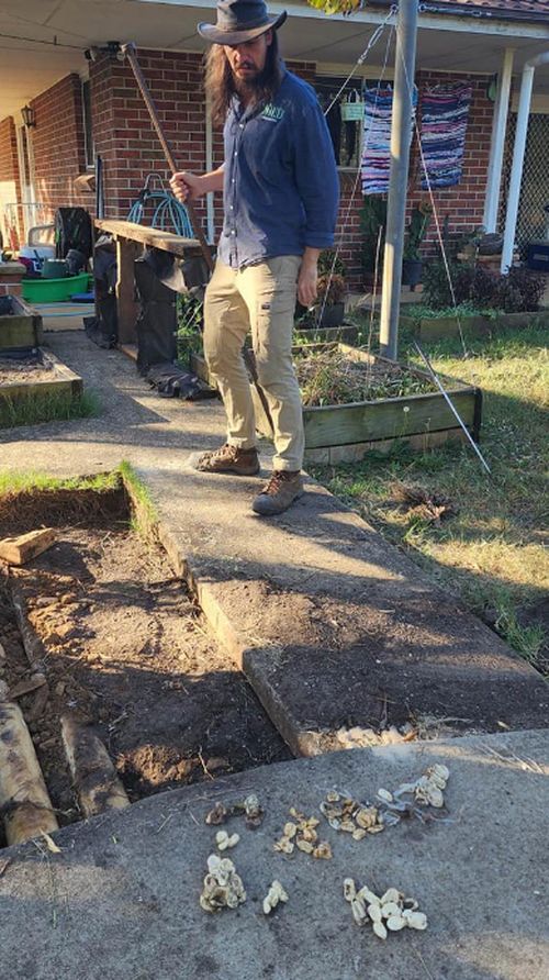 Snake catchers from Wild Conservation discovered an are Eastern brown snake nests containing 110 hatched eggs in Sydney.