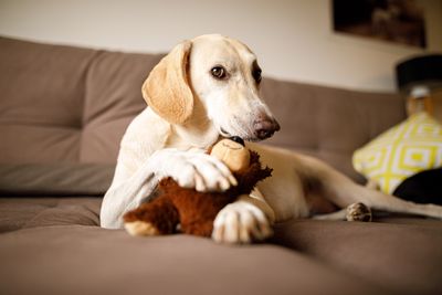 1. Dogs have a human appreciation of sharing