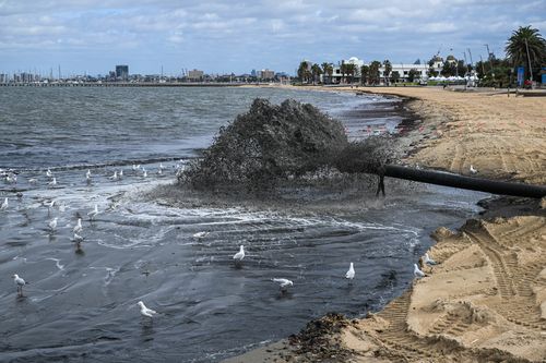 St Kilda Beach has black water, dirty, rubbish and smells due to dredging at the entrance of the St Kilda Marina. 12th November 2025, The Age news Picture by JOE ARMAO