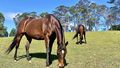 Wagga Wagga City Council said hundreds of horses have been butchered and left in a dry creek bed.