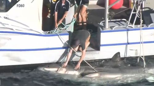 Cottesloe Beach was closed and drumlines deployed to catch and tag a five metre monster shark that's been lurking off the Perth coast.