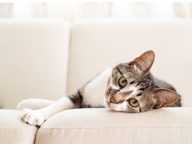 Cat lying on a couch