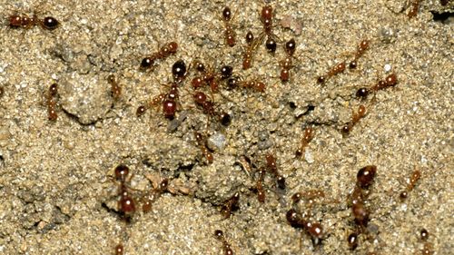 Fire ants are one of the world's worst super pests
