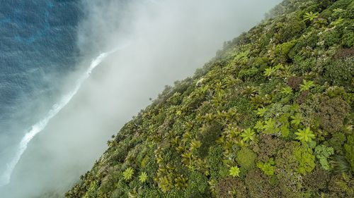 Finalista botánico: Bosque nuboso de musgo nudoso.  Tomada en la isla de Lord Howe, Nueva Gales del Sur.