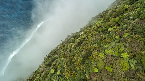 Botanical runner-up: Gnarled Mossy Cloud Forest. Taken on Lord Howe Island, New South Wales.