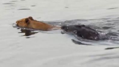 A young lion that tried to cross an African river got a sharp lesson to remind it that it is not yet king of the jungle.  <p></p><p>
The cautious young male wades out in the shallows of the Lower Sabie River, looking for a safe place to cross. </p><p>
It plunges into the water and starts swimming, unaware of the danger hiding beneath the surface. </p><p>
In silence, a crocodile's head appears in the water behind the lion. </p><p>
With stealth it swims after the big cat. </p><p>
The stealthy hunter chases down its prey, leaping from the stream to snap its jaw on the lion's back, dragging it under the water. </p><p>
But it takes only a short fight for the lion to break free and make a dash to the shore.  </p><p>
Safari tourists captured the encounter in a video that was shared by Kruger Sightings yesterday when they were standing on a bridge over the river in South Africa's Kruger National Park when the attack happened.  </p><p>
CLICK THROUGH for more outrages against evolution. </p>