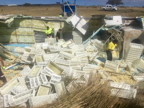 Hundreds of crates filled with the chicks were ejected from the vehicle. (Picture: Toby Vue/ Yass Tribute)