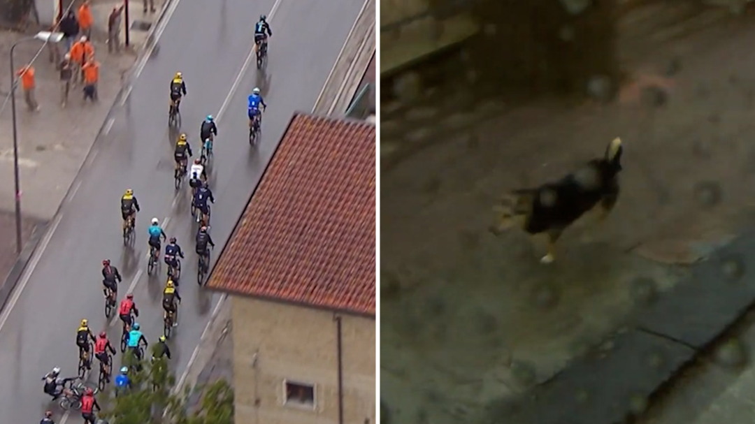 Giro d'Italia favourite taken down by stray dog in crash-filled fifth stage won by an Aussie