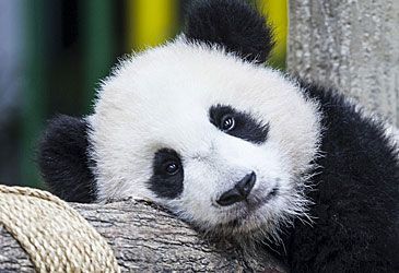 What food constitutes 99 percent of the giant panda's diet?