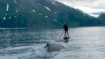 Kevin Williams survived the close encounter with a humpback whale, not even getting wet during a tense few seconds caught on camera