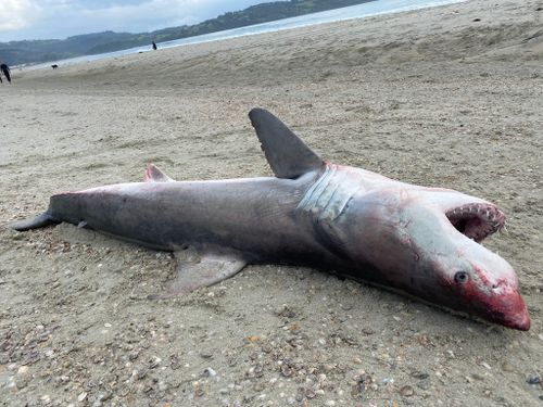 A dead great white shark was found on the shores of Omaha Beach yesterday.