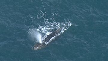 Rescue crews are working to free a whale trapped in rope off the coast of Victoria.