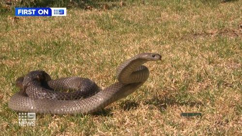 A man living in Melbourne's outer suburbs is "lucky to be alive" after he had a close encounter with a venomous snake.