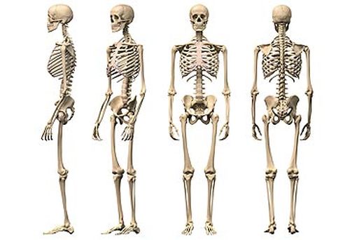 Skeletons illustration