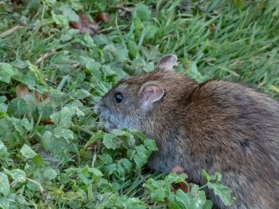 Close-up of the Common rat (Rattus norvegicus) with dark grey and brown fur in green grass. Wildlife scenery