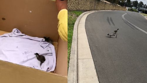 Firefighters rescue family of ducklings from Sydney stormwater drain.