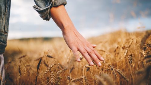 Australian wheat exports to China booming despite tensions