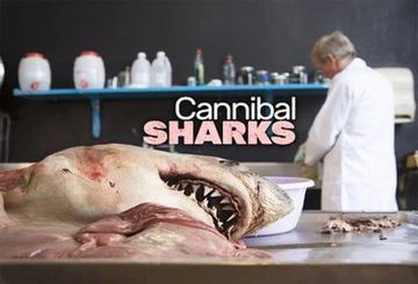 Cannibal Sharks