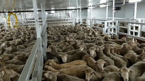 The suspension comes after harrowing footage showing overcrowded and malnourished sheep dying was aired on 60 Minutes last year. Picture: 9NEWS