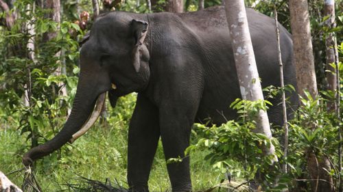 Critically endangered Sumatran elephants are poached for their tusks. (AAP file image)